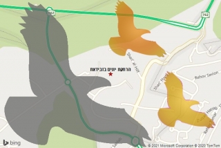 מרחיק יונים בזבידאת - הרחקת יונים בזבידאת