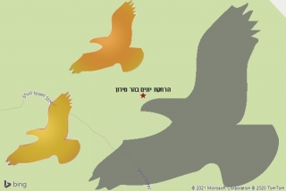 מרחיק יונים בהר מירון - הרחקת יונים בהר מירון