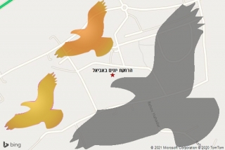  באביאל - הרחקת יונים באביאל