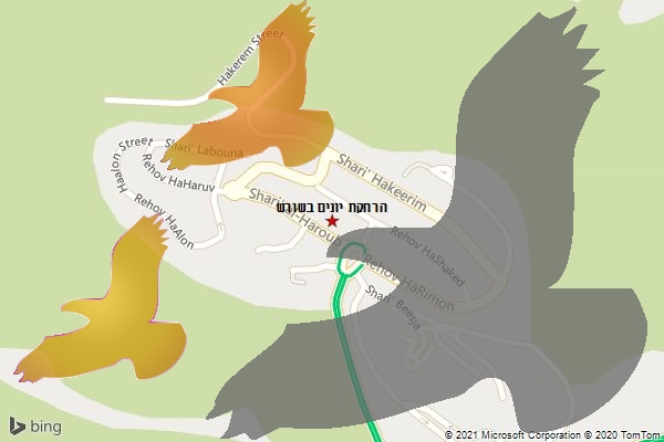 הרחקת יונים בשורש