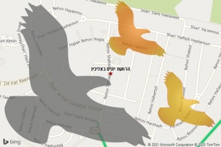מרחיק יונים באליכין - הרחקת יונים באליכין