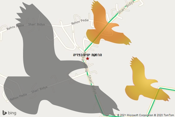 הרחקת יונים בפדיה