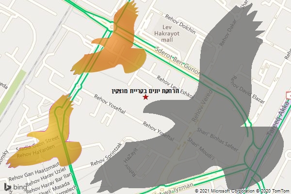 הרחקת יונים בקריית מוצקין
