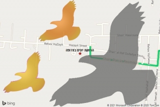 מרחיק יונים בצרופה - הרחקת יונים בצרופה