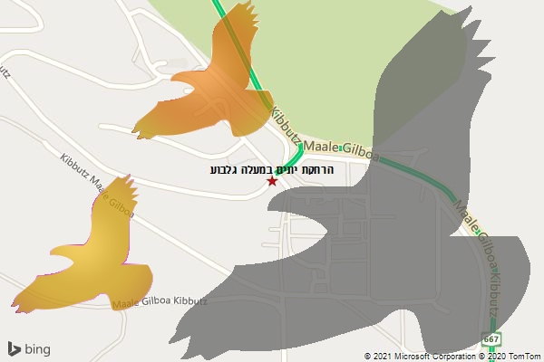הרחקת יונים במעלה גלבוע