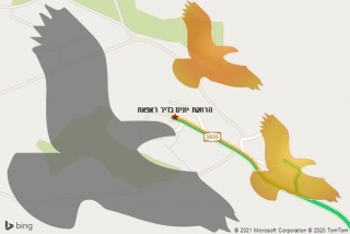 מרחיק יונים בדיר ראפאת - הרחקת יונים בדיר ראפאת