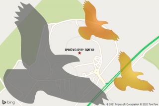מרחיק יונים בעלומים - הרחקת יונים בעלומים