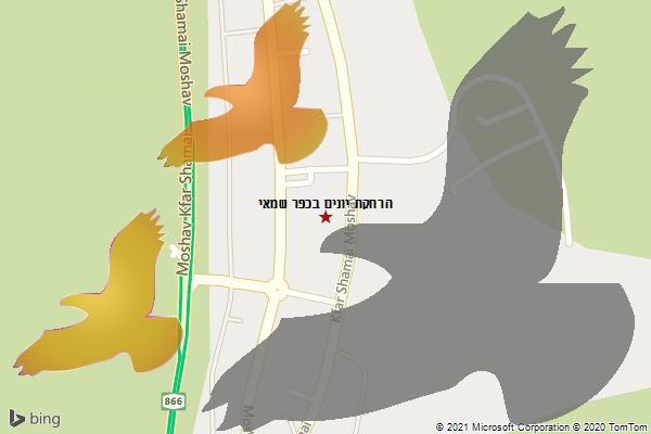הרחקת יונים בכפר שמאי