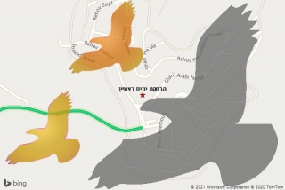 מרחיק יונים בצופין - הרחקת יונים בצופין