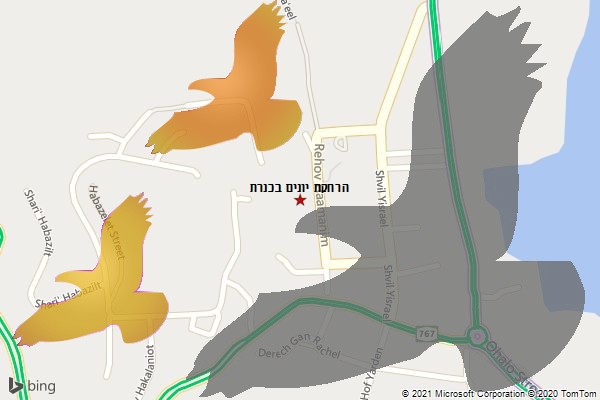 הרחקת יונים בכנרת