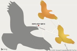 מרחיק יונים בצוקים - הרחקת יונים בצוקים