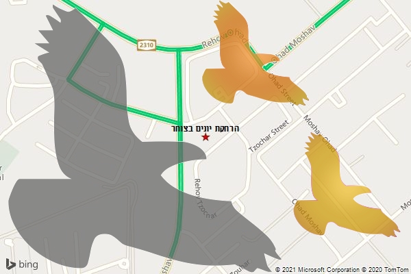 הרחקת יונים בצוחר