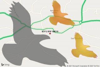 מרחיק יונים בירכא - הרחקת יונים בירכא