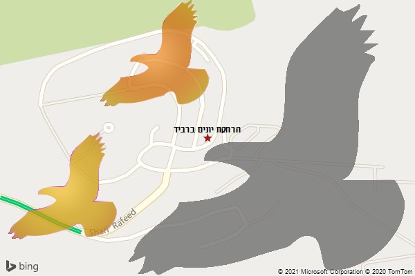 הרחקת יונים ברביד