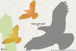 מרחיק יונים בתל קציר - הרחקת יונים בתל קציר