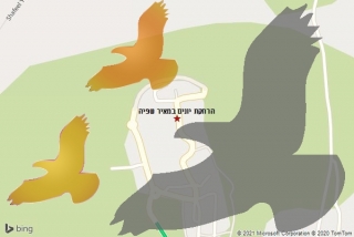 מרחיק יונים במאיר שפיה - הרחקת יונים במאיר שפיה