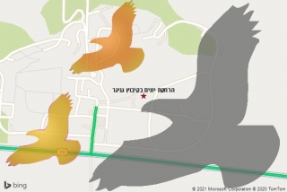 מרחיק יונים בקיבוץ גניגר - הרחקת יונים בקיבוץ גניגר