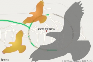 מרחיק יונים בחיננית - הרחקת יונים בחיננית