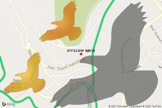 מרחיק יונים בביריה - הרחקת יונים בביריה