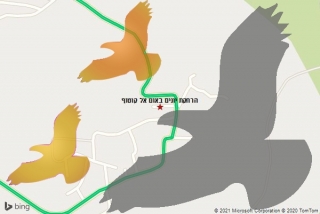  באום אל קוטוף - הרחקת יונים באום אל קוטוף