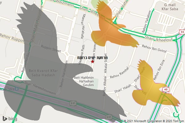 הרחקת יונים ברעות