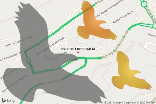 מרחיק יונים בביתר עילית - הרחקת יונים בביתר עילית