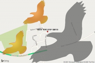 מרחיק יונים בתלמי אלעזר - הרחקת יונים בתלמי אלעזר