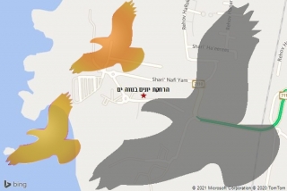  בנווה ים - הרחקת יונים בנווה ים