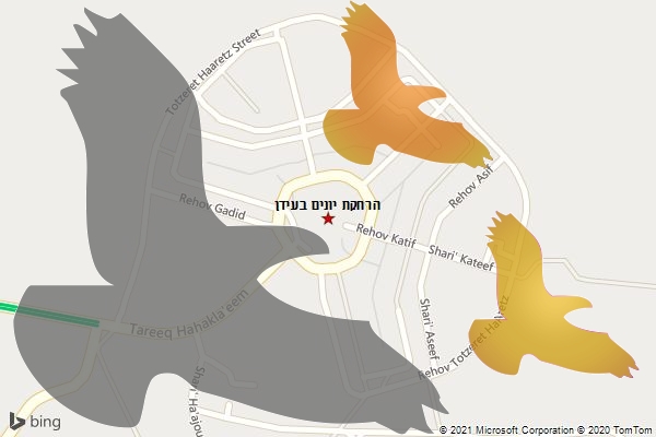 הרחקת יונים בעידן