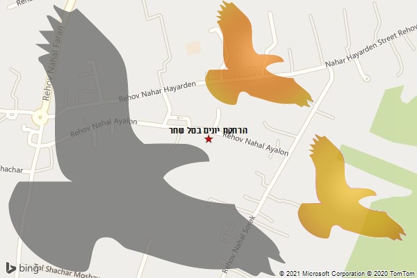 הרחקת יונים בטל שחר