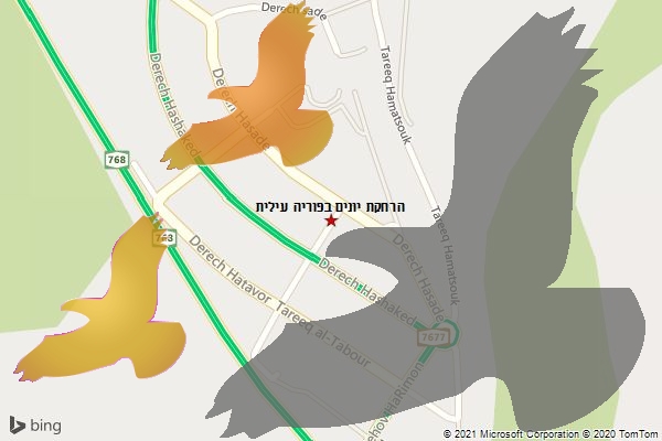 הרחקת יונים בפוריה עילית