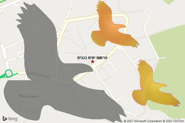 הרחקת יונים בגבים
