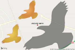 מרחיק יונים בקלע - הרחקת יונים בקלע