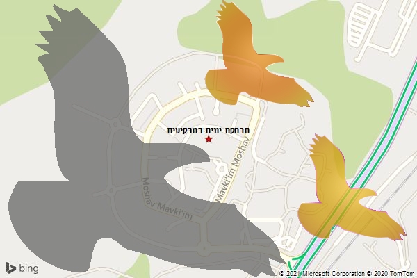 הרחקת יונים במבקיעים