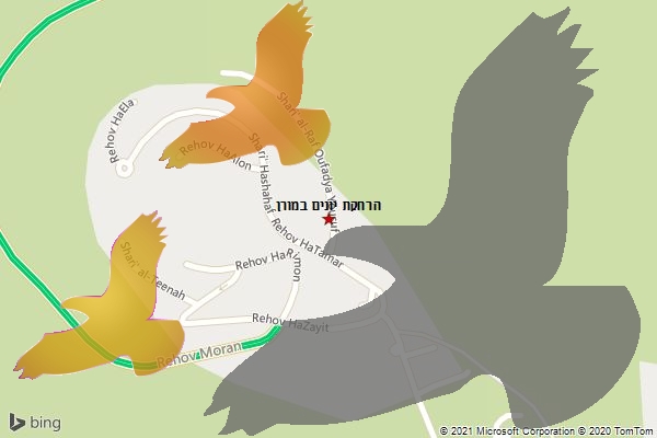 הרחקת יונים במורן
