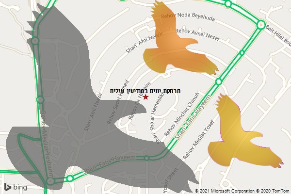 הרחקת יונים במודיעין עילית