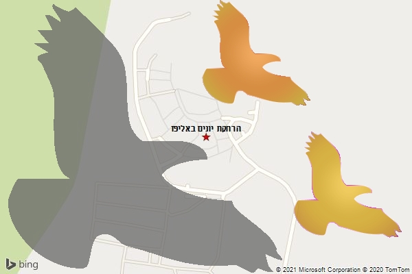 הרחקת יונים באליפז