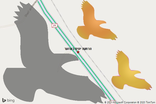 הרחקת יונים בערוער