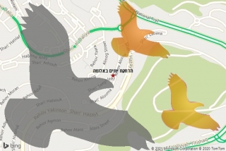  באלומה - הרחקת יונים באלומה
