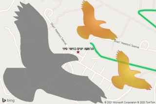 מרחיק יונים בניצני סיני - הרחקת יונים בניצני סיני