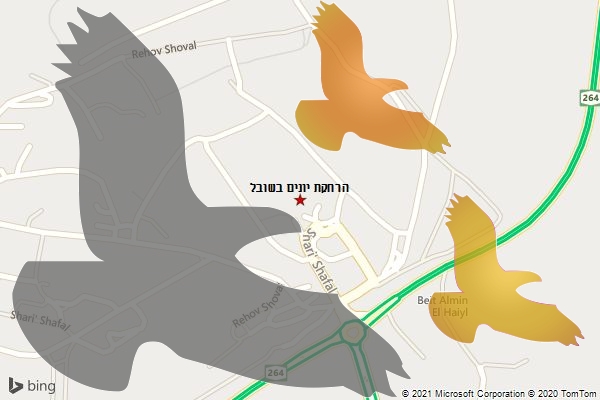 הרחקת יונים בשובל