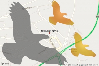 מרחיק יונים בשובל - הרחקת יונים בשובל