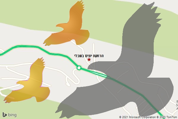 הרחקת יונים בשבלי