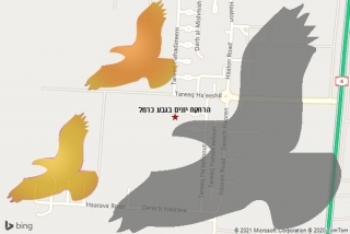  בגבע כרמל - הרחקת יונים בגבע כרמל