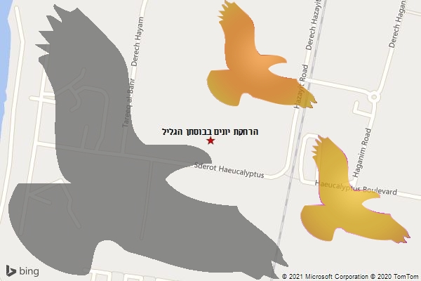 הרחקת יונים בבוסתן הגליל