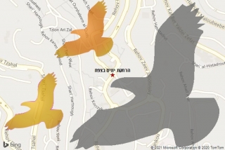 מרחיק יונים בצפת - הרחקת יונים בצפת