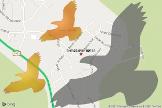  בקורנית - הרחקת יונים בקורנית