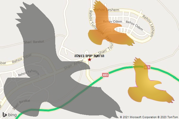 הרחקת יונים בנעלה