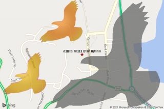 מרחיק יונים בכנרת מושבה - הרחקת יונים בכנרת מושבה