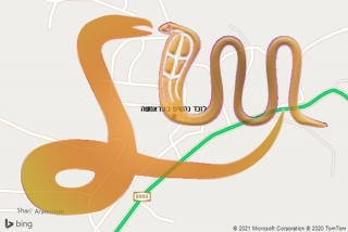 לכידת נחש בעראמשה - לוכד נחשים בעראמשה